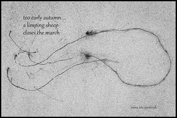 'too early autumn... / a limping sheep / closes the march' by Irena Szewczyk