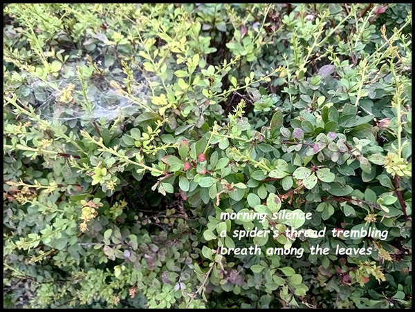'morning silence /  a spider's thread trembling / breath among the leaves' by Amin Jacek Pedziwaiter