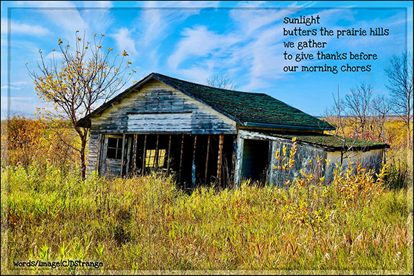 'sunlight / butters the prairie hills / we gather / to give thanks before / our morning chores' by Debbie Strange. Haiku first published in Eucalypt 39, 2025 'sunlight / butters the prairie hills / we gather / to give thanks before / our morning chores' by Debbie Strange. Haiku first published in Eucalypt 39, 2025