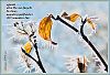 'equinox / when the sun forgets / to shine, / migrating goldfinches / still remember how' by Debbie Strange. Tanka first published in Presence 83, 2025