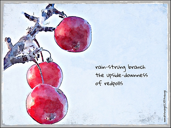 'rain-strung branches / the upside-downess / of redpolls' by Debbie Strange. Geppo L:2 2025 'rain-strung branches / the upside-downess / of redpolls' by Debbie Strange. Geppo L:2 2025