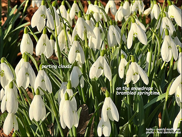 'parting clouds / on the snowdrops / brambled springtime' by Mamta Madhavan. Art by Mini Unnikrishnan 'parting clouds / on the snowdrops / brambled springtime' by Mamta Madhavan. Art by Mini Unnikrishnan