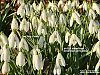 'parting clouds / on the snowdrops / brambled springtime' by Mamta Madhavan.  Art by Mini Unnikrishnan