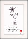 'shakuhachi recital / a clematis flower leans / into the sound' by Ron Moss