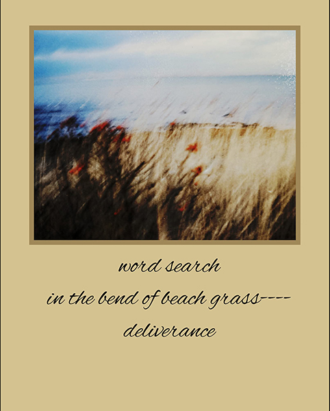 'word search / in the bend of the beach grass— / deliverance' by Louise Viera