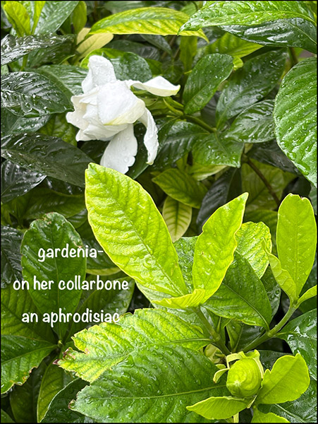 'gardenia— / on her collarbone / an aphrodisiac' by Noriko Morishito 'gardenia— / on her collarbone / an aphrodisiac' by Noriko Morishito