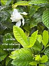 'gardenia— /  on her collarbone / an aphrodisiac' by Noriko Morishito