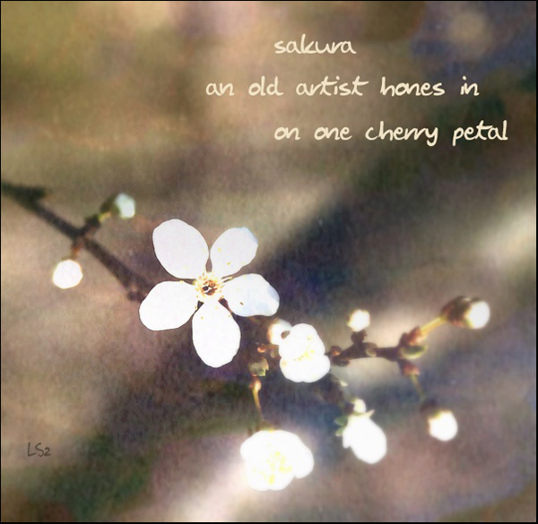 'sakura / an old artist hones in / on one cherry petal' by Leszek Szeglowski. This haiku won the Sakura Award from the 2009 Vancouver Cherry Blossom Festival.