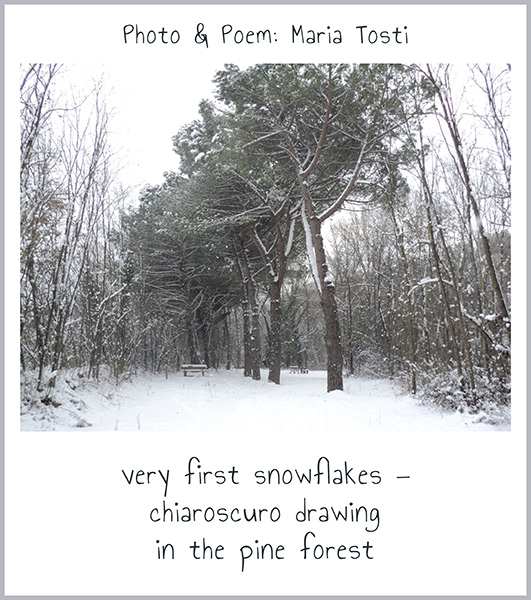 'very first snowflakes— / chiaroscuro drawing / in the pine forest' by Maria Tosti. Haiku first published in Ko magazine 40:#4:452, 2025 'very first snowflakes— / chiaroscuro drawing / in the pine forest' by Maria Tosti. Haiku first published in Ko magazine 40:#4:452, 2025