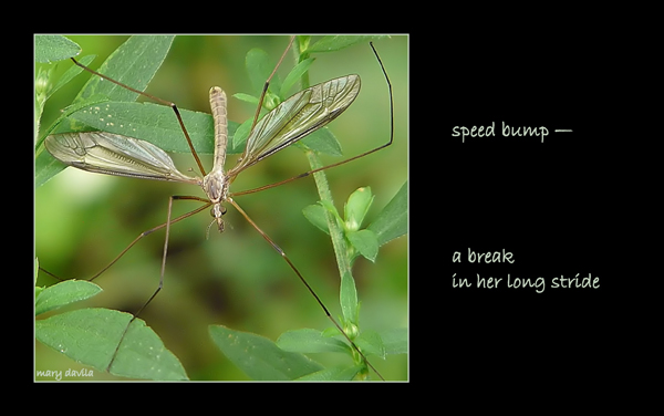 'speed bump— / a break / in her long stride' by Mary Davila