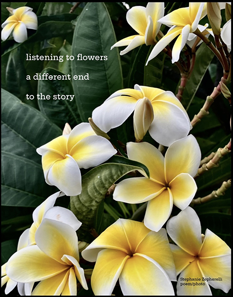 'listening to flowers / a different end / to the story' by Stephanie Zepherelli