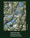 'away two days� /  hawthorne trees / bursting their buds' by Adelaide Shaw