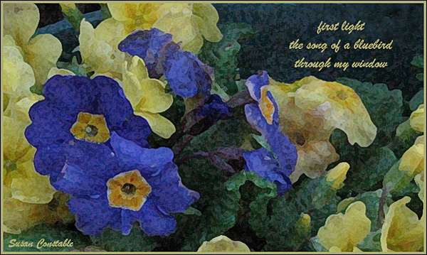 'first light / the song of a bluebird / through my window' by Susan Constable. 