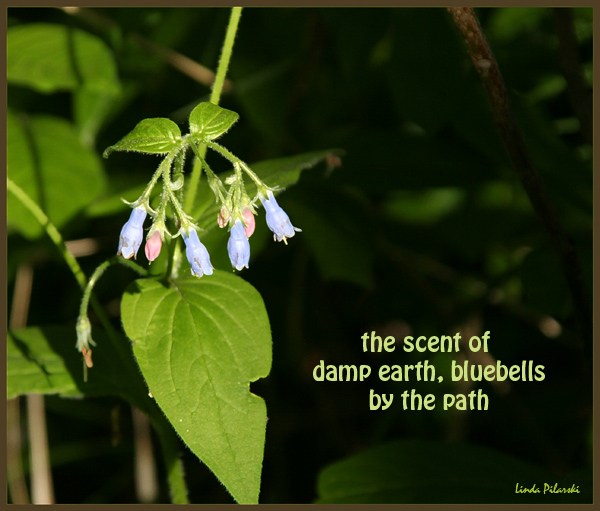 'the scent of  / damp earth, bluebells / by the path' by Linda Pilarski