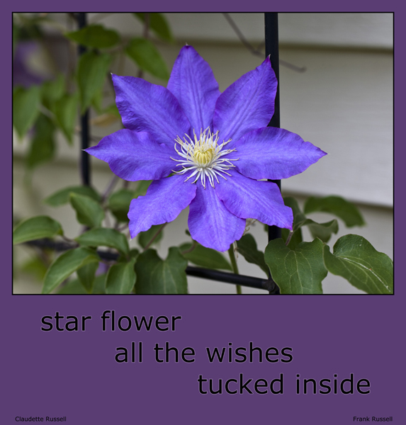 'star flower  / all the wishes / tucked inside' by Claudette Russell. Art by Frank Russell.