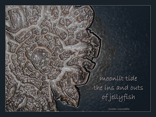 'moonlit tide / the ins and outs  / of jellyfish' by Susan Constable
