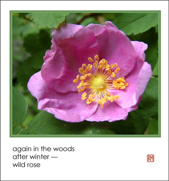 'again in the woods / after winter / wild rose' by Ruth Mittelholtz