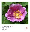 'again in the woods / after winter� / wild rose' by Ruth Mittelholtz