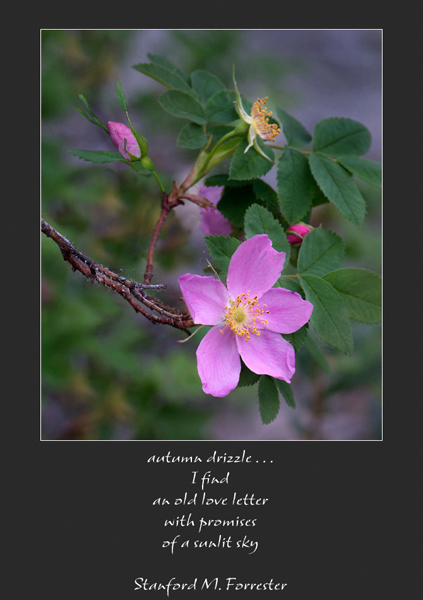 'autumn drizzle / I find / an old love letter / with promises / of a sunlit sky' by Stanford M Forrester