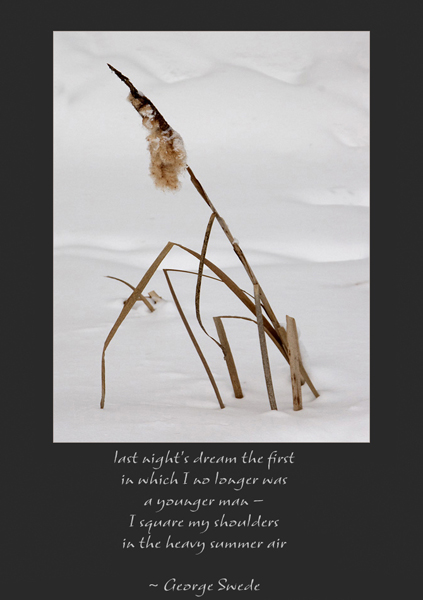 'last night's dream the first / in which I no longer was / a younger man— / I square my shoulders / in the heavy summer air' by Ray Rasmussen. Tanka by George Swede, first published in From  A. Rotella & D. Garrison (Eds.), Ash Moon Anthology: Poems on Ag