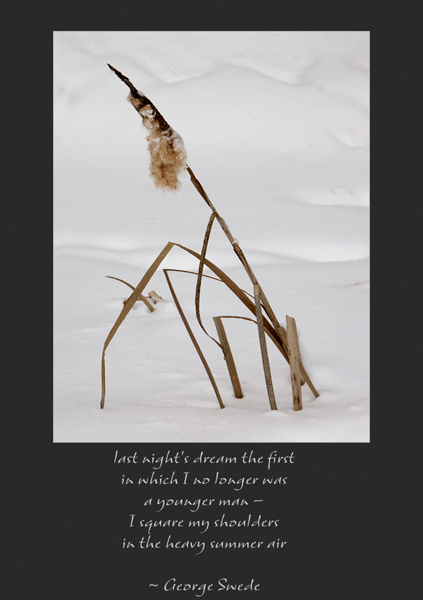 'last night's dream the first / in which I no longer was / a younger man / I square my shoulders / in the heavy summer air' by Ray Rasmussen. Tanka by George Swede, first published in From  A. Rotella & D. Garrison (Eds.), Ash Moon Anthology: Poems on Ag