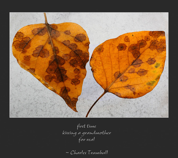 'first time / kissing a grandmother / for real' by Ray Rasmussen. Senryu by Charles Trumbull.