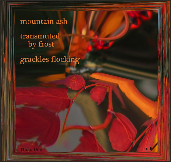 'mountain ash / transmuted by frost / grackles flock" by Judi Hall. Art by Don Hall.