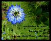 'gardening in jeans / the nigella / bluer than yesterday' by Violette Rose Jones
