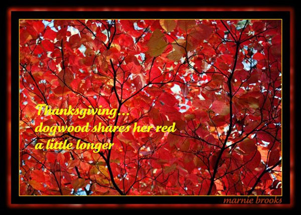 'Thanksgiving / dogwood shares her red / a little longer' by Marnie Brooks