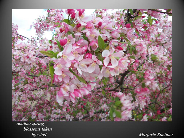 'another spring / blossoms taken / by wind' by Marjorie Buettner