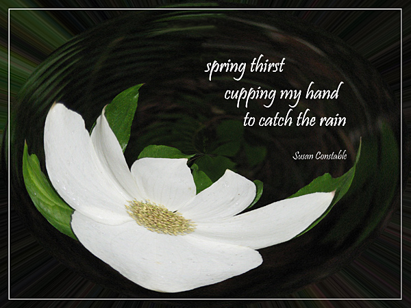 'spring thirst / cupping my hand / to catch the rain' by Susan Constable