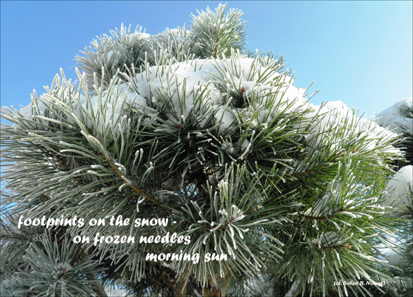 'footprints on the snow— / on frozen needles / morning sun' by Robert Nowak