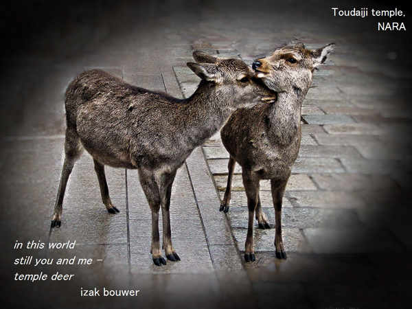 'in the world / still you and me / temple deer' by Izak Bouwer. Art by Susan Thomas and Glenn Mason.