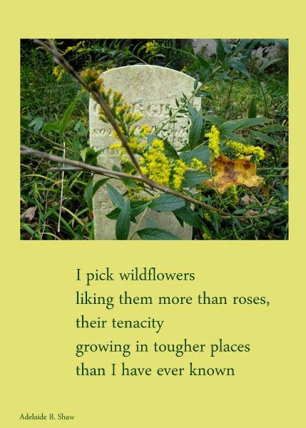 'I pick wildflowers / liking them more than roses, / their tenacity / growing in tougher places / than I have ever known' by Adelaide Shaw