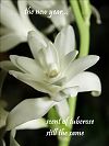 'the new year... / scent of tuberose / still the same' by Urzula Wielanowska