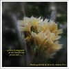 '...yellow frangipani / on the headstone / petals fall...' by Anton Dwi