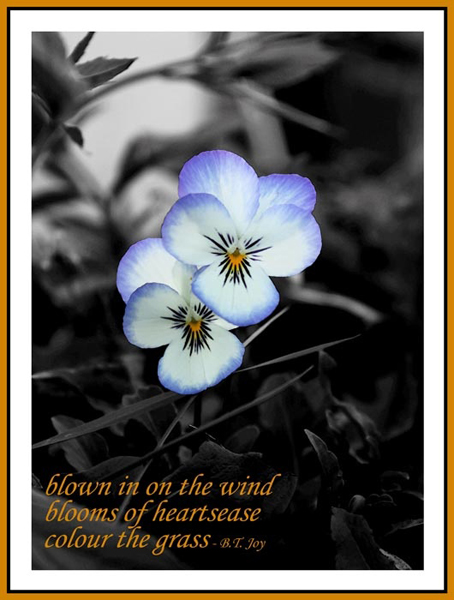 'blown in on the wind / blooms of heartsease / color the grass' by BT Joy