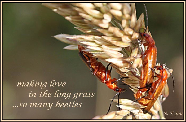 'making love / in the long grass / ...so many beetles' by BT Joy