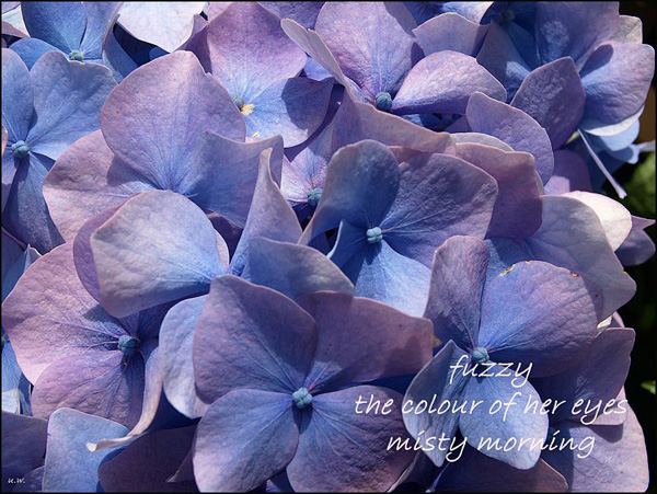 'fuzzy / the color of her eyes / misty morning' by Urszula Wielanowska