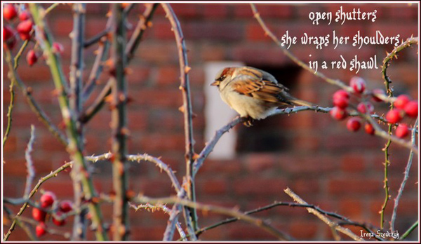 'open shutters / she wraps her shoulders / in a red shawl" by Irena Szewczyk