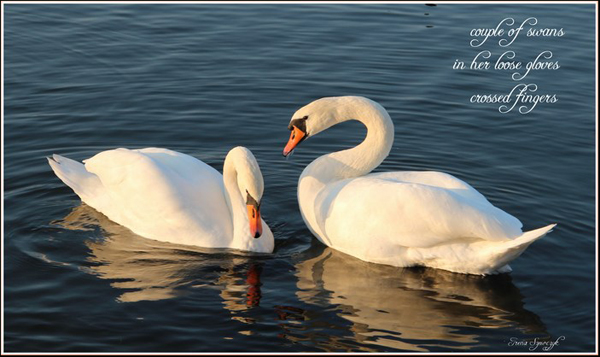 'couple of swans / in her loose gloves / crossed fingers' by Irena Szewczyk