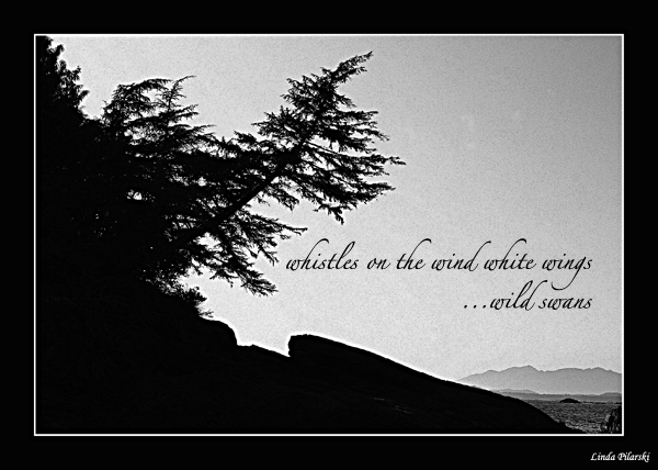 'whistles on the wind white wings / ...wild swans' by Linda Pilarski. Haiku first published in the Haiku Canada Anthology 2011.
