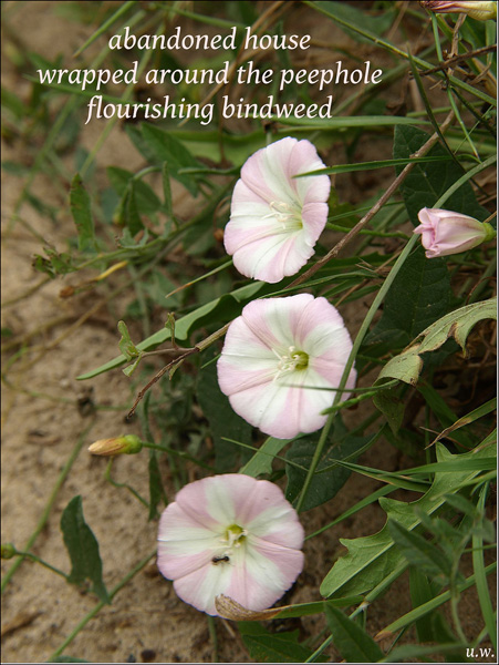 'abandoned house / wrapped around the peephole / flourishing bindweed' by Urszula Wielanowska
