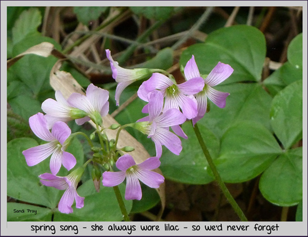 'spring song—  she always wore lilac —so we'd never forget" by Sandi Pray