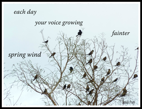 'each day / your voice growing  / fainter / spring wind' by Sandi Pray