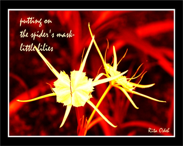 'putting on / the spider's mask— / little lilies' by Rita Odeh