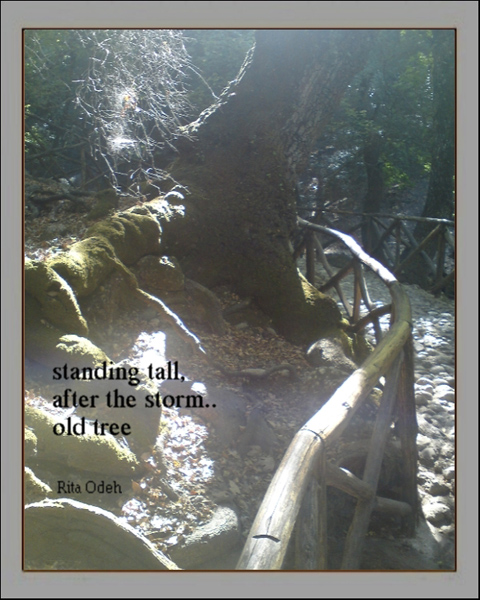 'standing tall / after the storm / old tree' by Rita Odeh