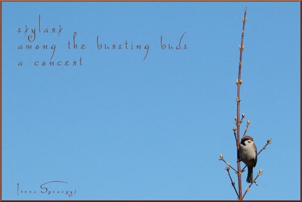 'skylark / among the bursting buds / a concert' by Irena Szewczyk