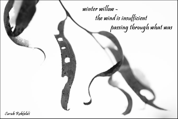 'winter willow— / the wind is insufficient / passing through what was' by Sarah Rehfeldt