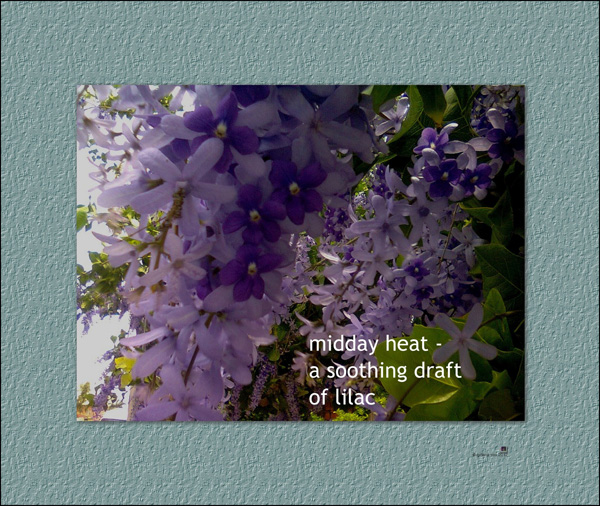 'midday heat� / a soothing draft / of lilac' by Gillena Cox